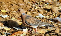 Oriental Turtle-Dove